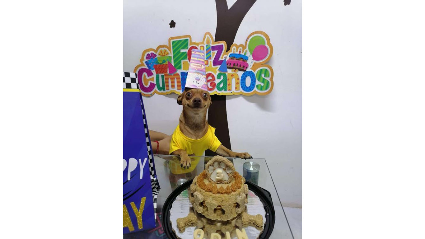 Video: Perrito reacciona a su fiesta de cumpleaños | El Imparcial de Oaxaca Video: Perrito reacciona a su fiesta de cumpleaños | El Imparcial de Oaxaca