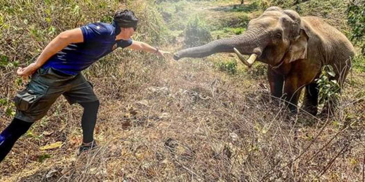 Conmovedor instante en que un elefante reconoce y saluda al veterinario que le salvó la vida hace 12 años | El Imparcial de Oaxaca