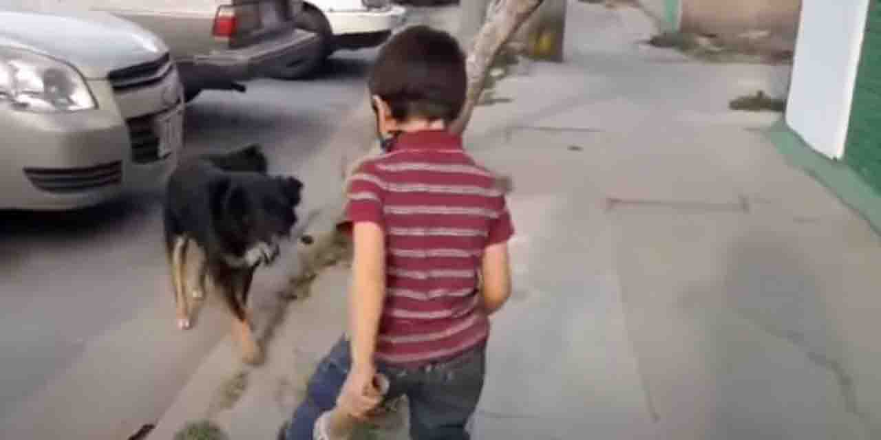 Conmueve reportaje realizado por niño sobre perritos callejeros | El Imparcial de Oaxaca