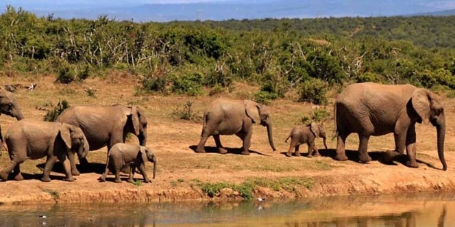 Alertan: elefantes africanos están en peligro de extinción | El Imparcial de Oaxaca