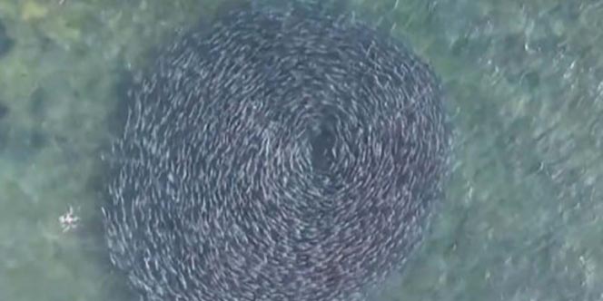 Dron captura extraordinarias imágenes de cientos de salmones | El Imparcial de Oaxaca