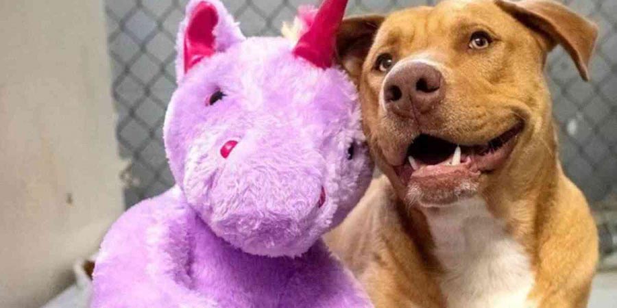 La increíble y tierna historia del perro enamorado del unicornio | El Imparcial de Oaxaca La increíble y tierna historia del perro enamorado del unicornio | El Imparcial de Oaxaca