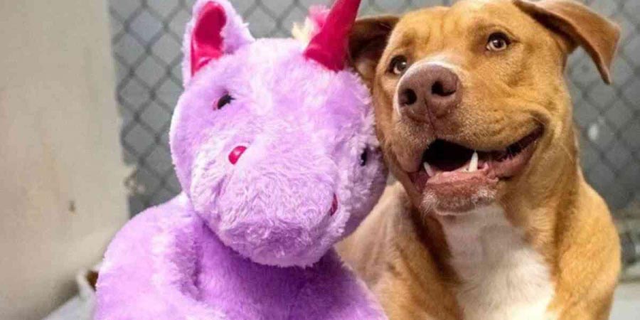 La increíble y tierna historia del perro enamorado del unicornio | El Imparcial de Oaxaca