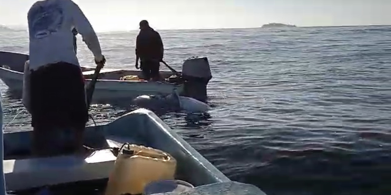Pescadores salvan a un ballenato en playa Corralero | El Imparcial de Oaxaca