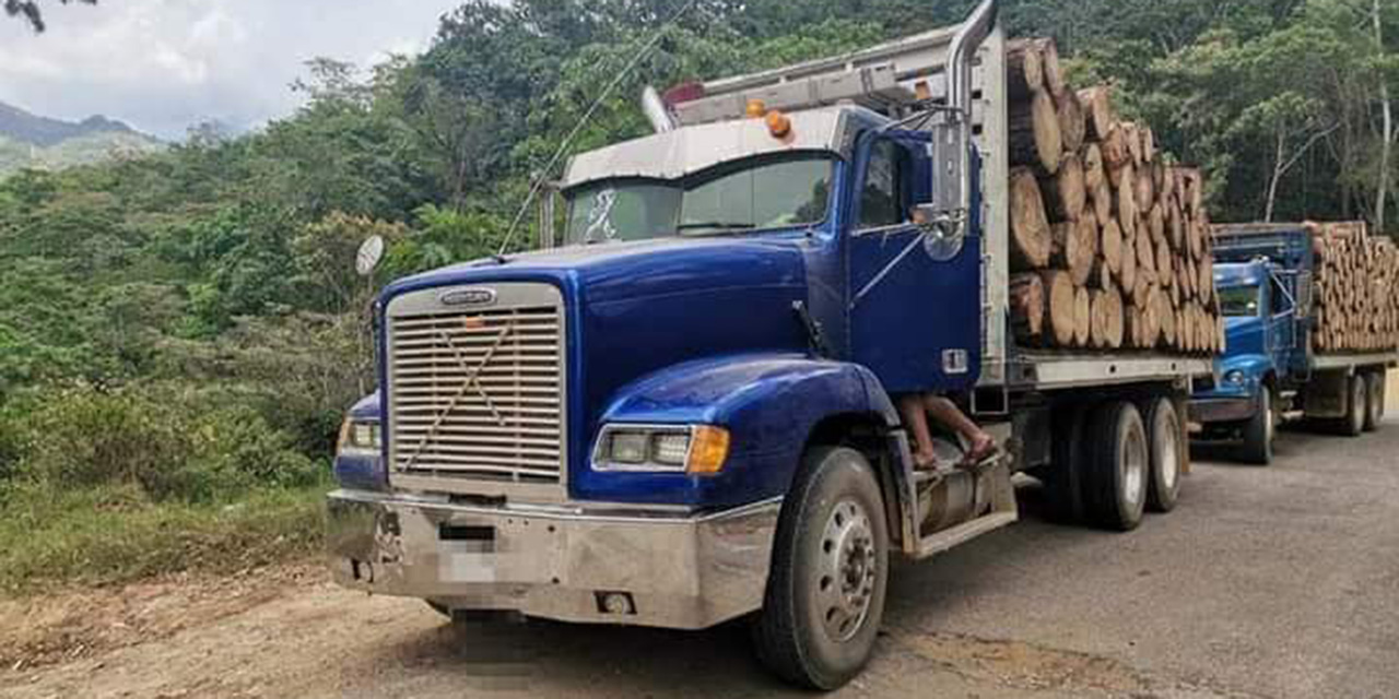 Transportaban madera con documentos falsos en inmediaciones de la Sierra Sur | El Imparcial de Oaxaca