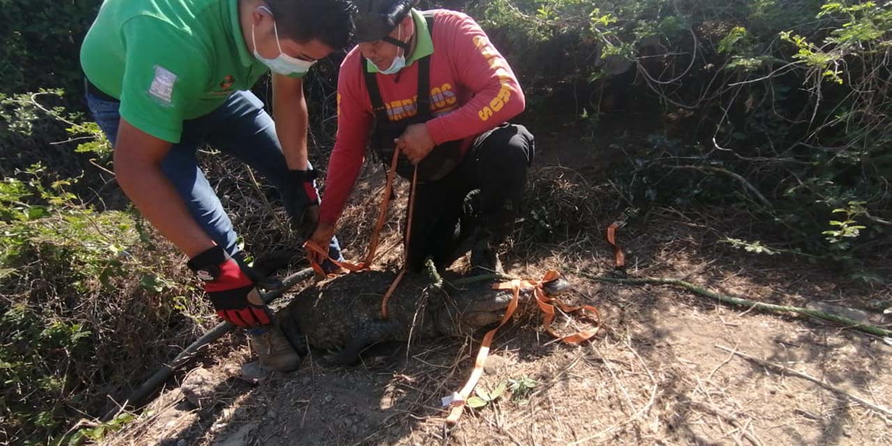 Capturan otro cocodrilo en Tututepec | El Imparcial de Oaxaca