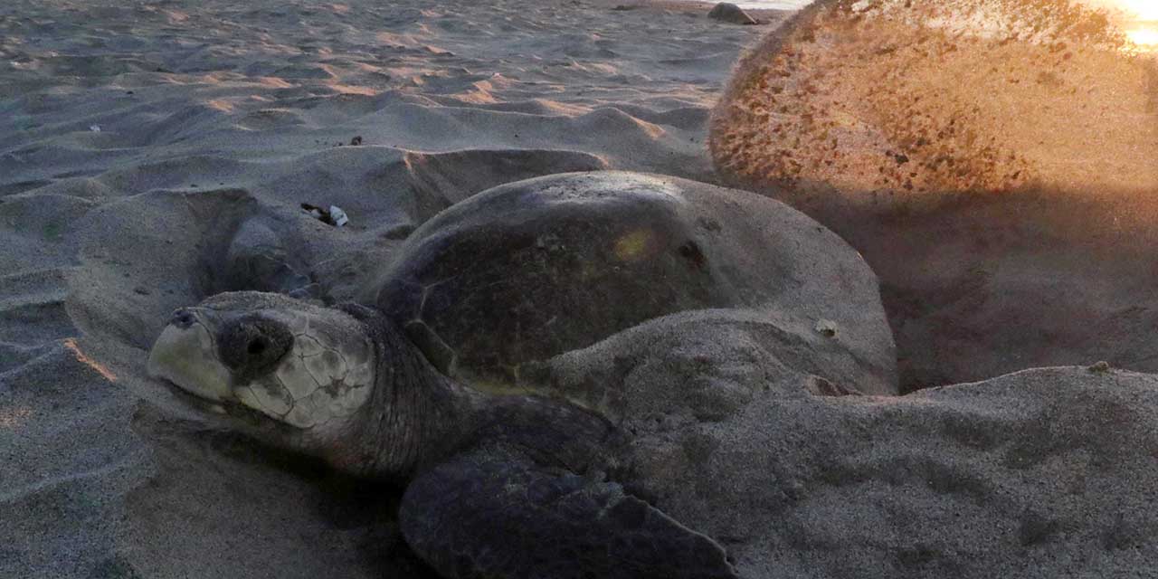 Profepa recupera más de 40 mil huevos de tortuga en la costa oaxaqueña | El Imparcial de Oaxaca