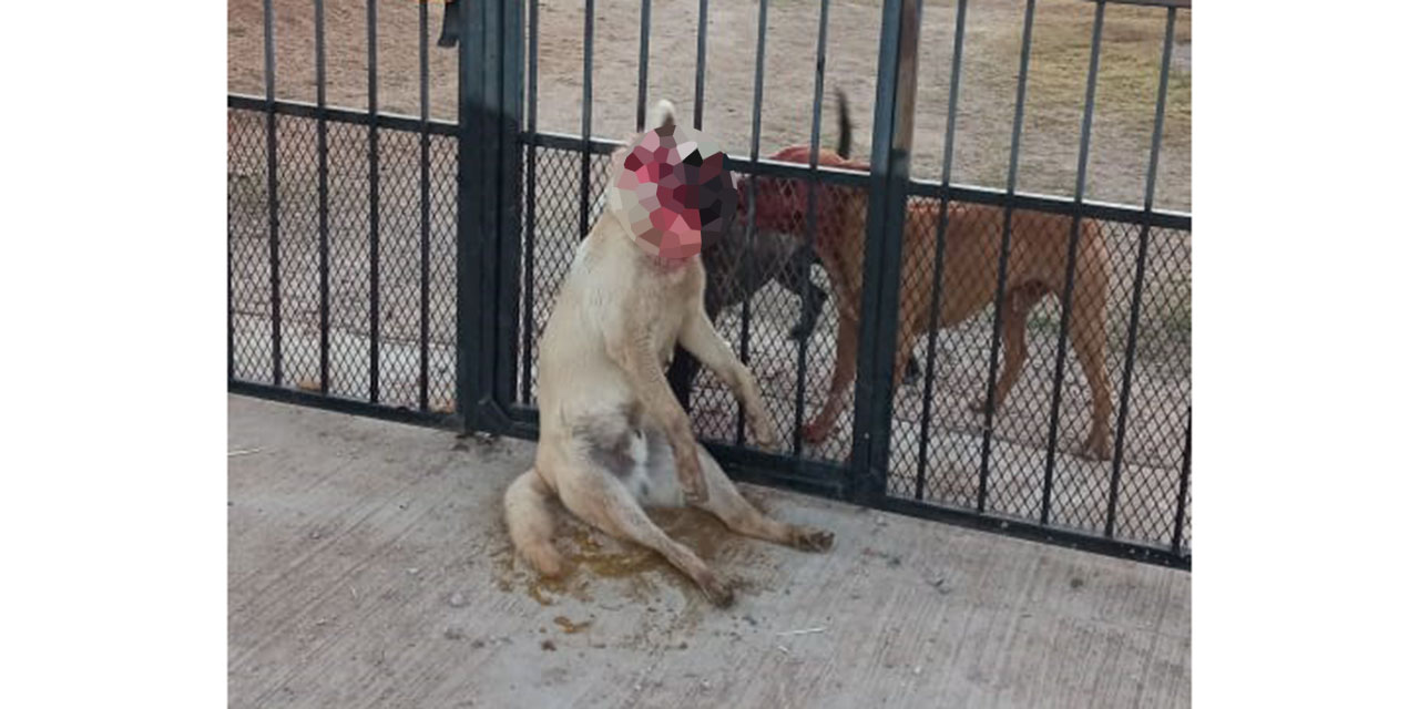 Perros sanguinarios degüellan a otro can | El Imparcial de Oaxaca