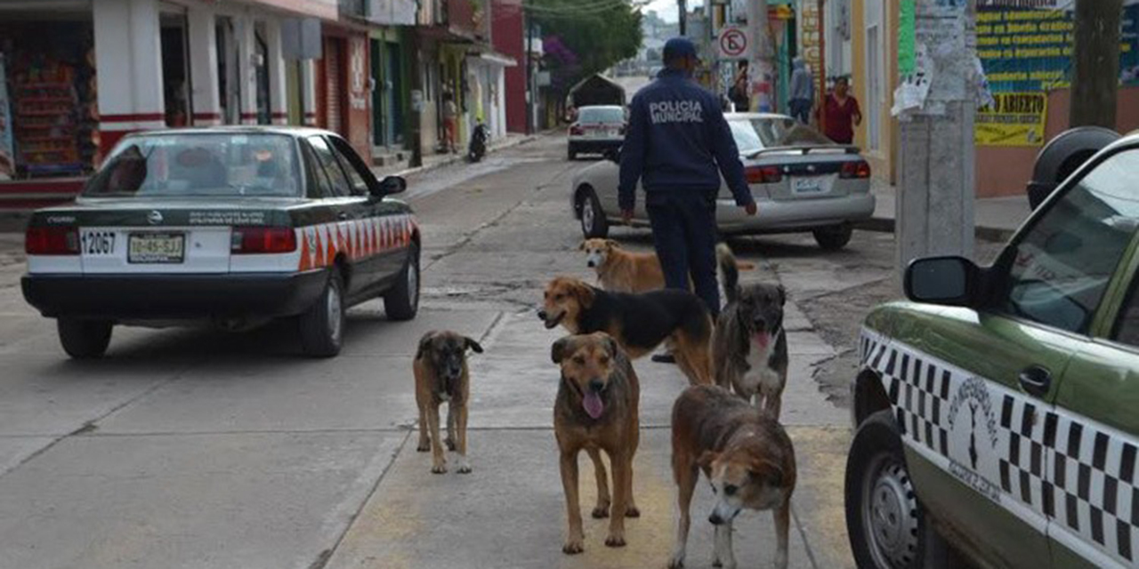 Perro ataca a joven en Huajuapan | El Imparcial de Oaxaca