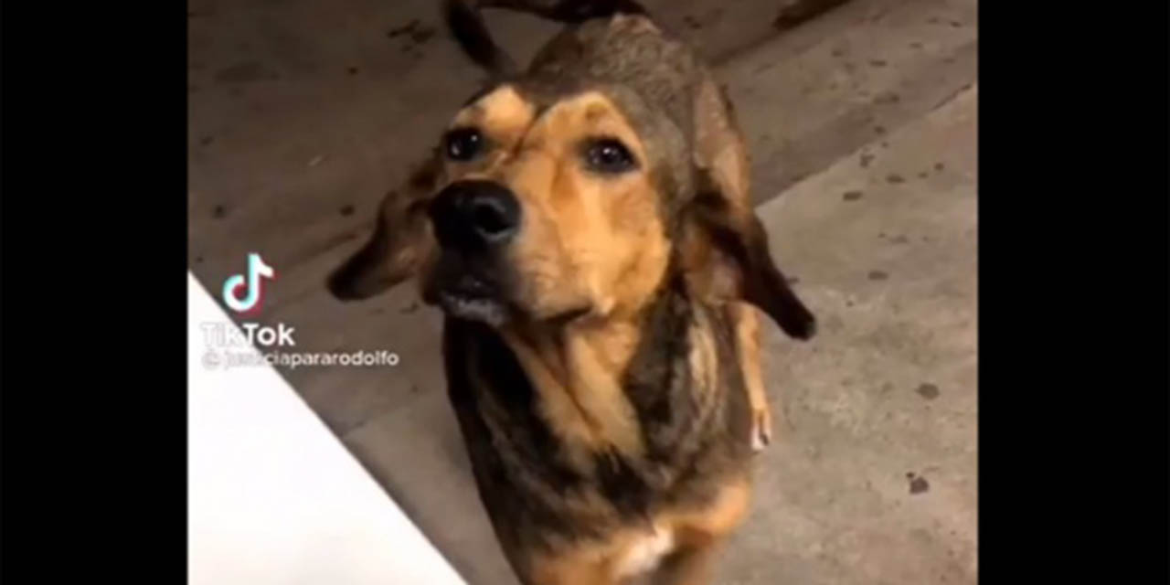 #JusticiaParaRodolfo; un sujeto mató a este perrito con un machete | El Imparcial de Oaxaca