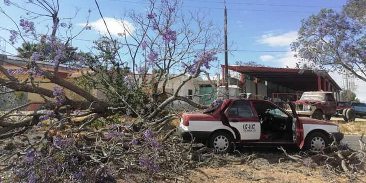 Le cae un árbol a taxi foráneo, conductor resulta lesionado