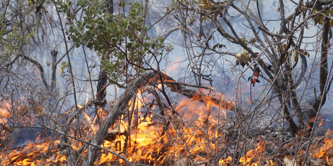 La Mixteca es devasta por incendios forestales | El Imparcial de Oaxaca La Mixteca es devasta por incendios forestales | El Imparcial de Oaxaca
