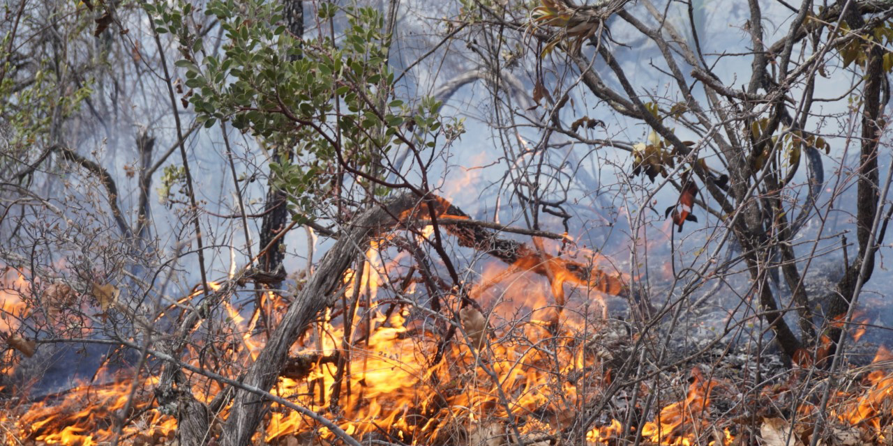 La Mixteca es devasta por incendios forestales | El Imparcial de Oaxaca