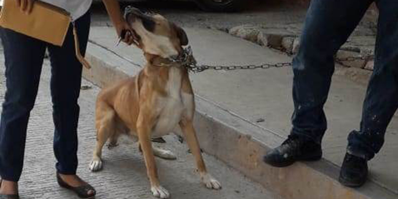 Niños son atacados por un perro en Huajuapan | El Imparcial de Oaxaca