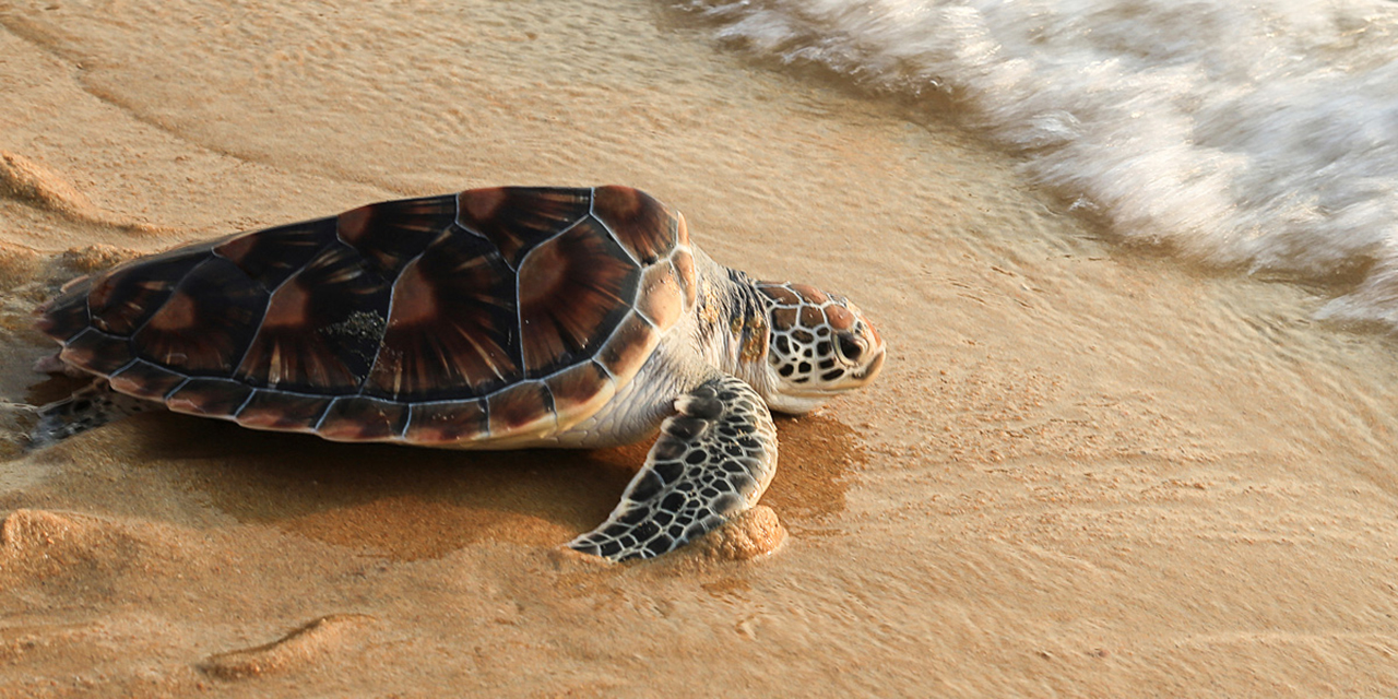 Fortalecen protección de la tortuga marina | El Imparcial de Oaxaca