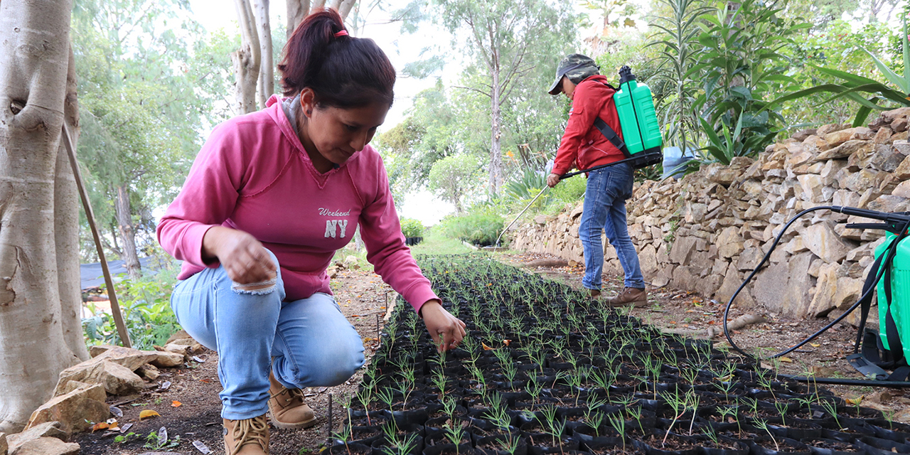 Sin bosques no hay agua, advierte comisariado de San Agustín Etla