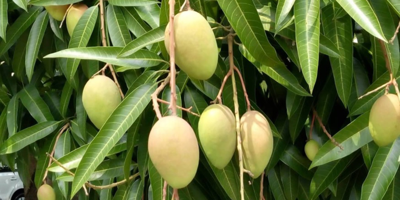 Productores de mango buscan mejores mercados comerciales | El Imparcial de Oaxaca