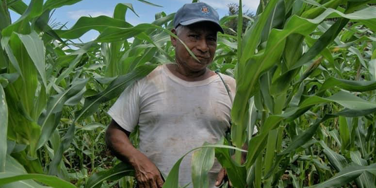 Alto precio del maíz genera expectativas en productores