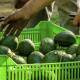 Exportaciones agroalimentarias mexicanas crecen en valor