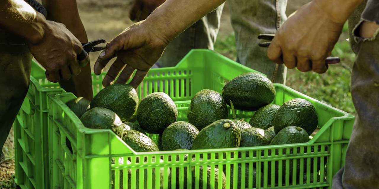Exportaciones agroalimentarias mexicanas crecen en valor | El Imparcial de Oaxaca