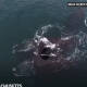 Video: Ballenas francas son captadas simulando un abrazo