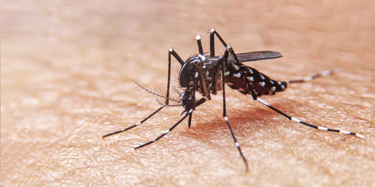 Disminuye 35% incidencia de dengue en Oaxaca | El Imparcial de Oaxaca