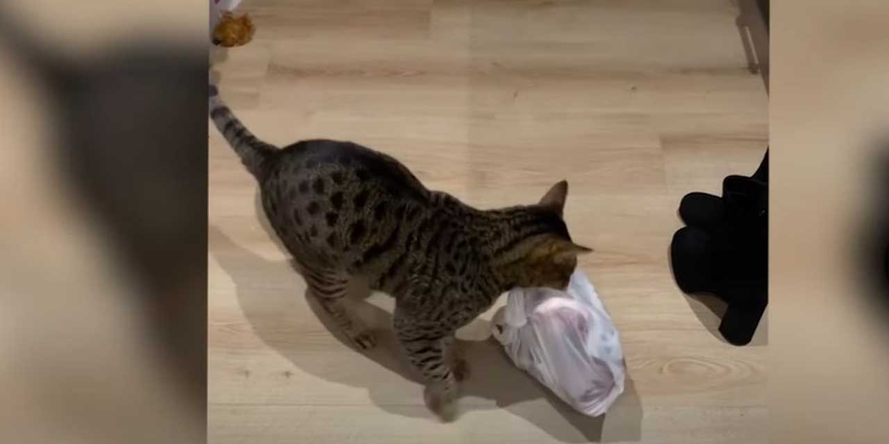 Video: Gatito se roba bolsa llena de costillas y se hace viral | El  Imparcial de