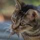 Chicago suelta más de mil gatos para combatir plaga de ratas