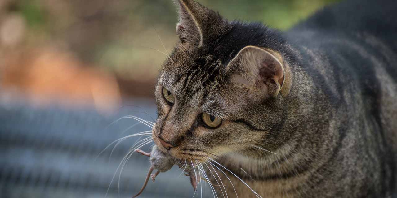 Chicago suelta más de mil gatos para combatir plaga de ratas | El Imparcial de Oaxaca