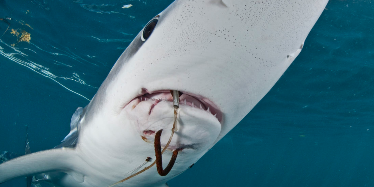 Estudio revela que los tiburones se guían por campos magnéticos de la Tierra | El Imparcial de Oaxaca