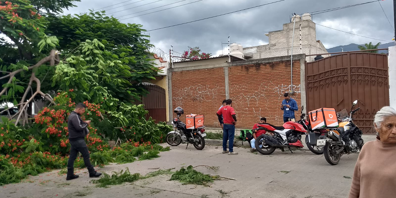 Rama de árbol golpea a repartidor | El Imparcial de Oaxaca