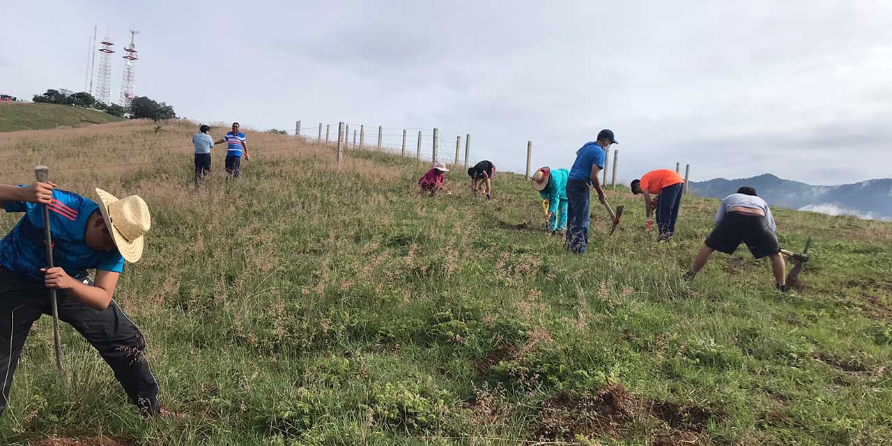 Impulsan reforestación del Cerro del Crestón | El Imparcial de Oaxaca Impulsan reforestación del Cerro del Crestón | El Imparcial de Oaxaca