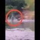 Imágenes fuertes: Captan video de mujer que es atacada por cocodrilo en laguna de Tampico