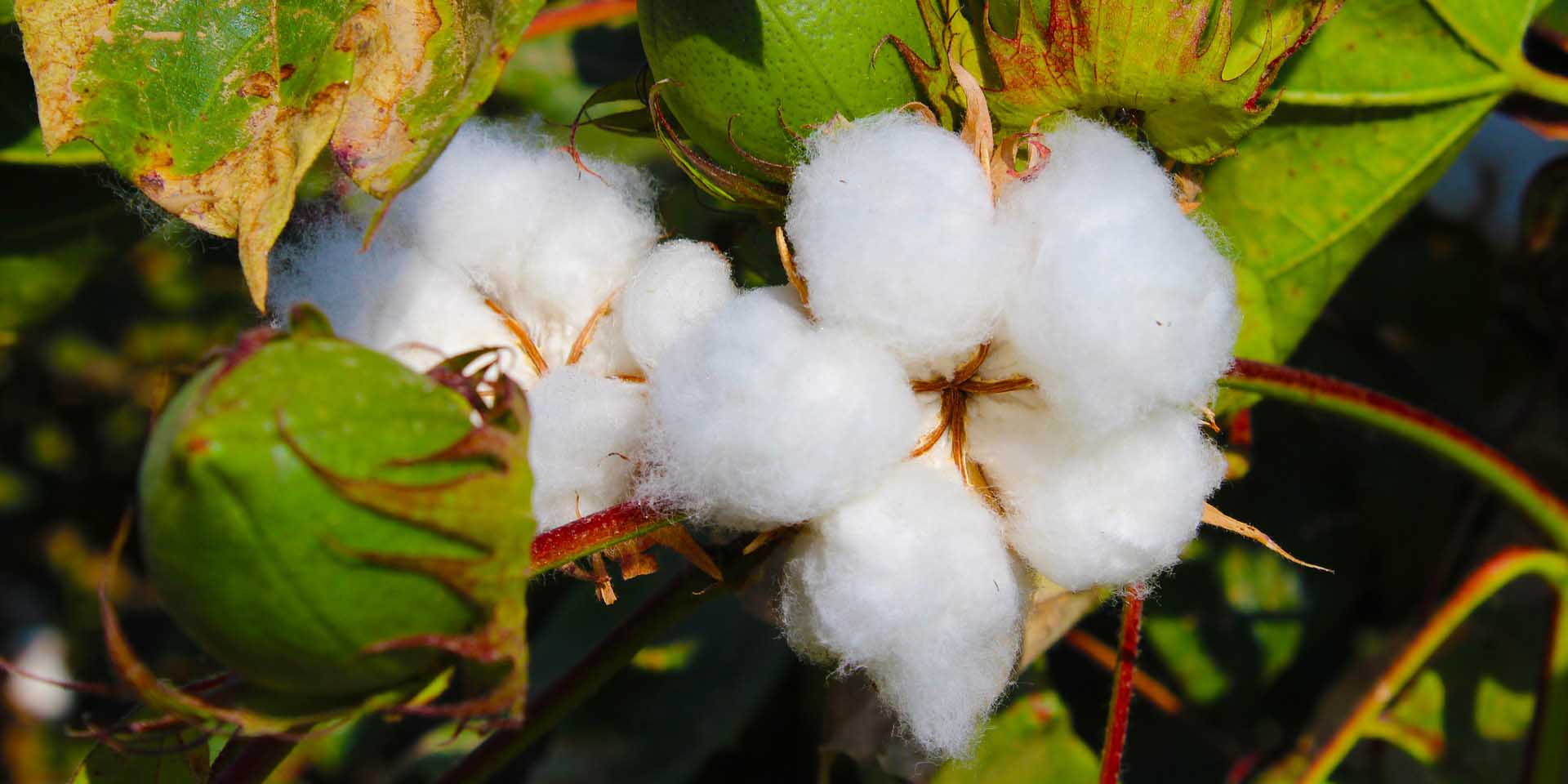 Usa prendas de algodón y no contaminemos más al planeta | El Imparcial de Oaxaca
