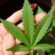 Se podrá consumir mariguana cultivada en casa de manera legal con un permiso