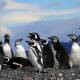 Pingüinos de africanos tendrán una serie en Streaming