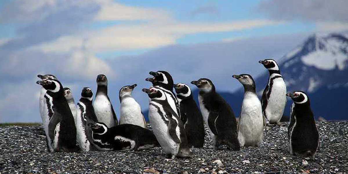 Pingüinos de africanos tendrán una serie en Streaming | El Imparcial de Oaxaca