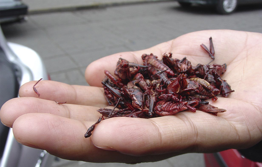 Elaboran alimentos con harinas de insectos | El Imparcial de Oaxaca Elaboran alimentos con harinas de insectos | El Imparcial de Oaxaca