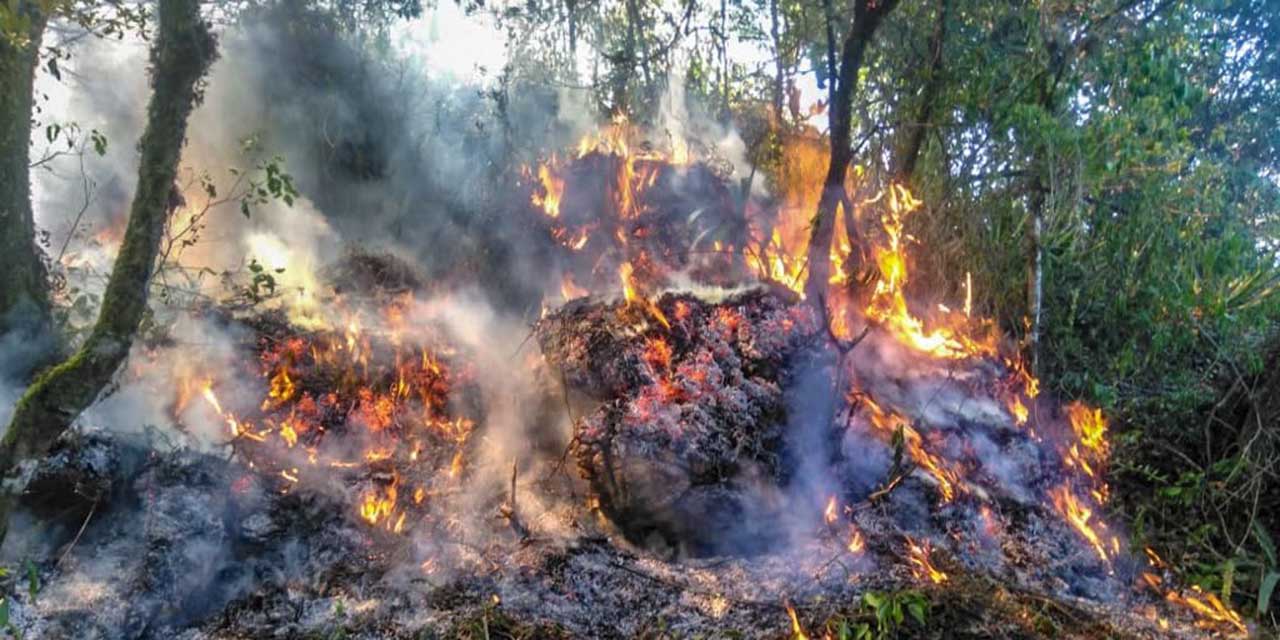 Afectación de superficie por incendios creció un 28% | El Imparcial de Oaxaca Afectación de superficie por incendios creció un 28% | El Imparcial de Oaxaca