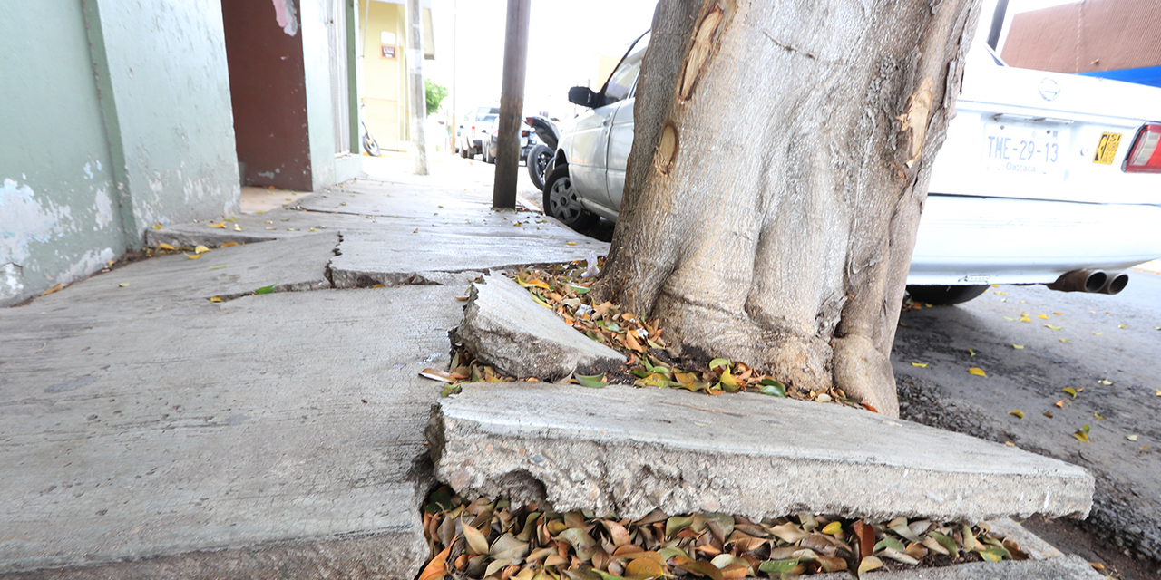 Hay más de 40 mil árboles en la ciudad de Oaxaca