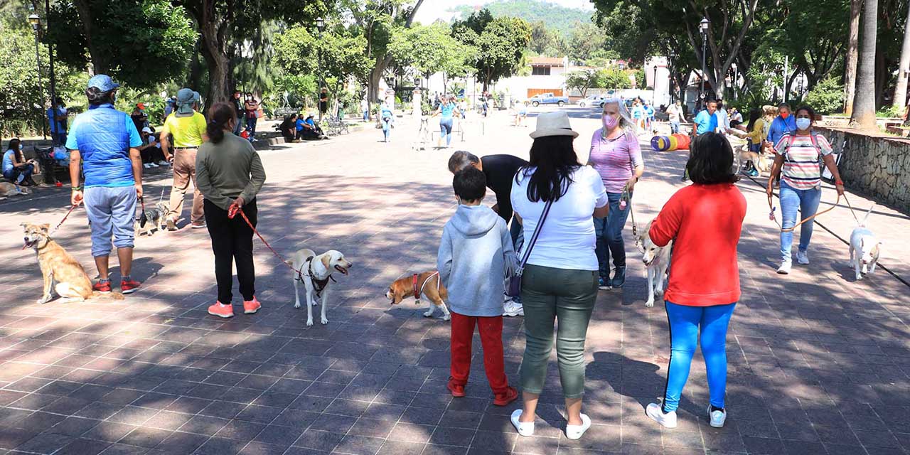 Con clases, promueven la adopción de perros | El Imparcial de Oaxaca