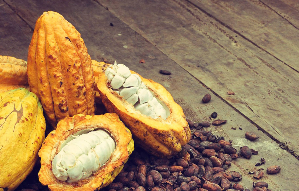 Beneficios de comer cacao | El Imparcial de Oaxaca