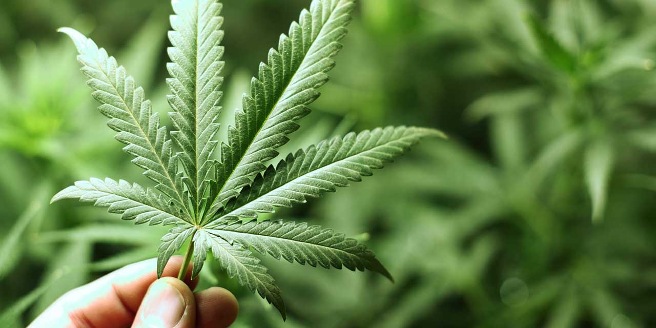 Legisladores ven viable uso médico de la Cannabis | El Imparcial de Oaxaca Legisladores ven viable uso médico de la Cannabis | El Imparcial de Oaxaca