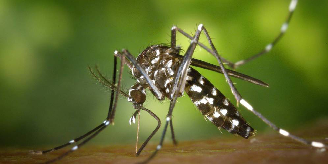 Crecen 42% casos de dengue en la entidad | El Imparcial de Oaxaca Crecen 42% casos de dengue en la entidad | El Imparcial de Oaxaca