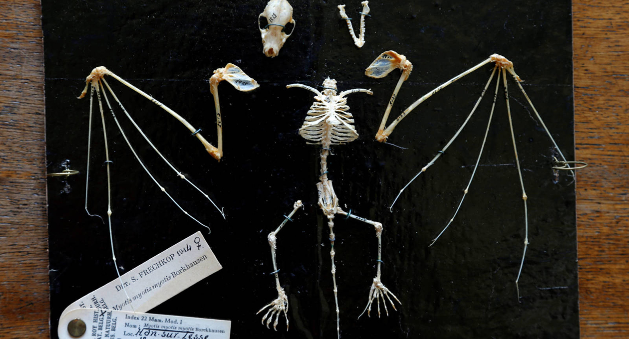 Descubren vampiro de hace 100 mil años | El Imparcial de Oaxaca