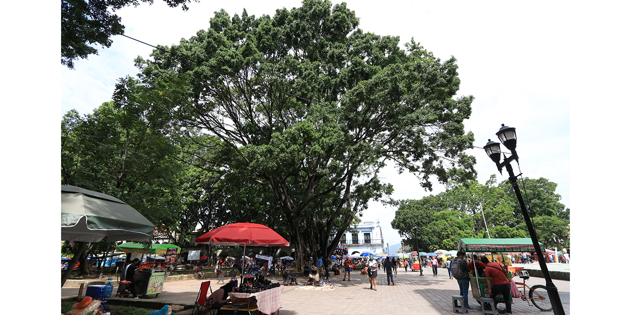 Cae un árbol al día en la capital oaxaqueña | El Imparcial de Oaxaca