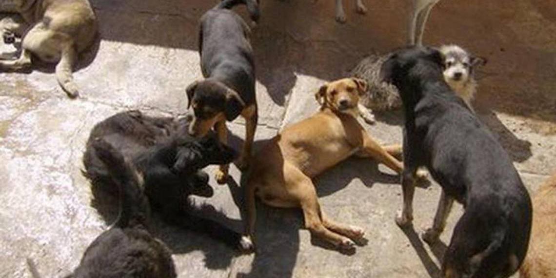 Jauría de perros atacan y matan a joven en mercado de Chiconcuac | El Imparcial de Oaxaca