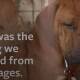 Video: perrito llora al ser rescatado de ser sacrificado