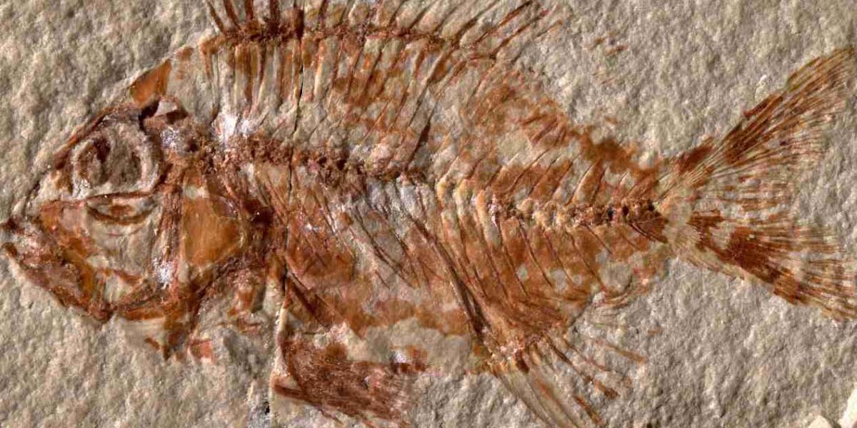 Encuentran en Chiapas fósil de una nueva especie de pez prehistórico | El Imparcial de Oaxaca
