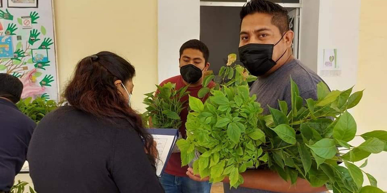 Realizan campaña de reforestación en Nochixtlán y otras comunidades | El Imparcial de Oaxaca
